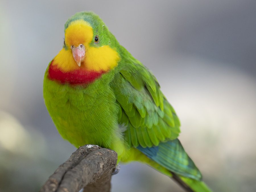 キャンベルタウン野鳥の森にて