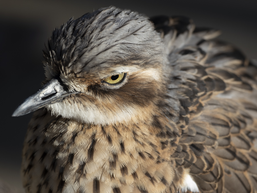 キャンベルタウン野鳥の森にて