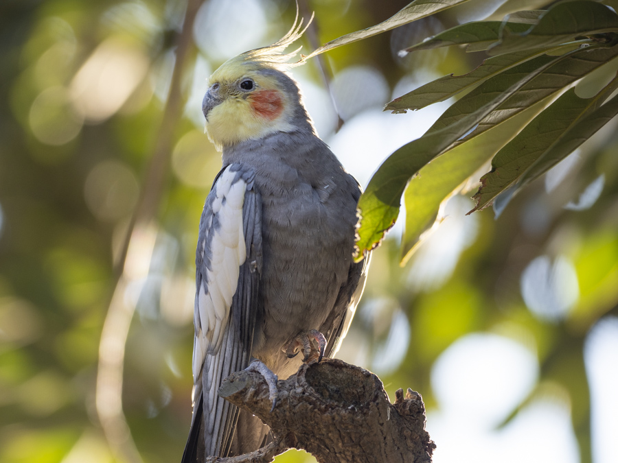 キャンベルタウン野鳥の森にて