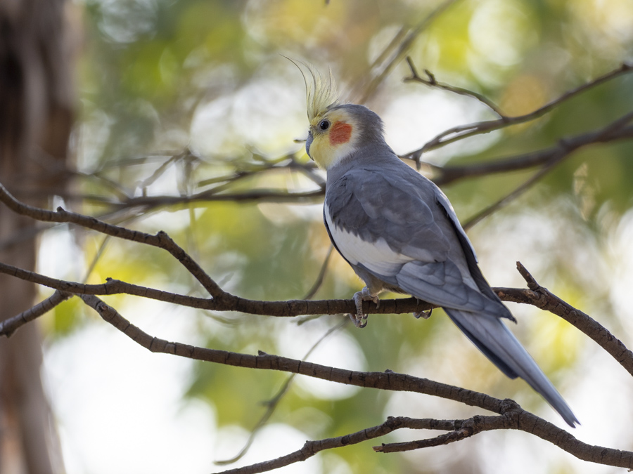 キャンベルタウン野鳥の森にて