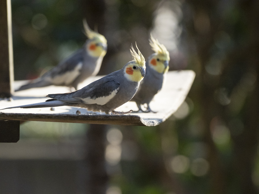 キャンベルタウン野鳥の森にて