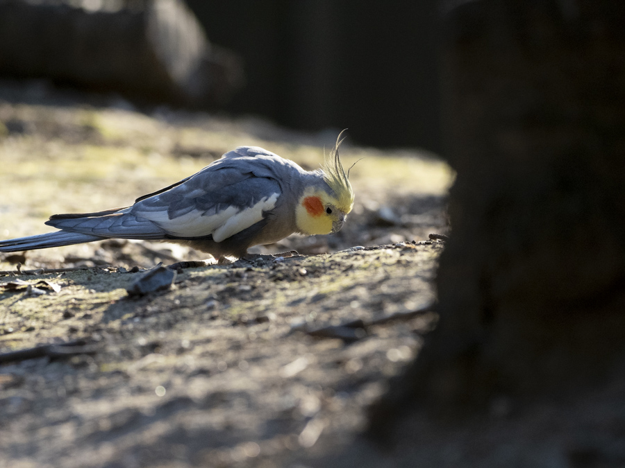 キャンベルタウン野鳥の森にて