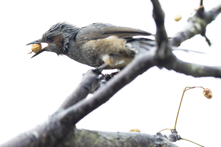 葛西臨海公園にて