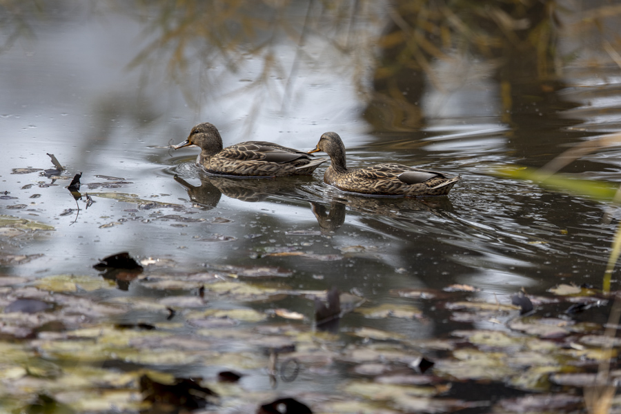 東京港野鳥公園にて