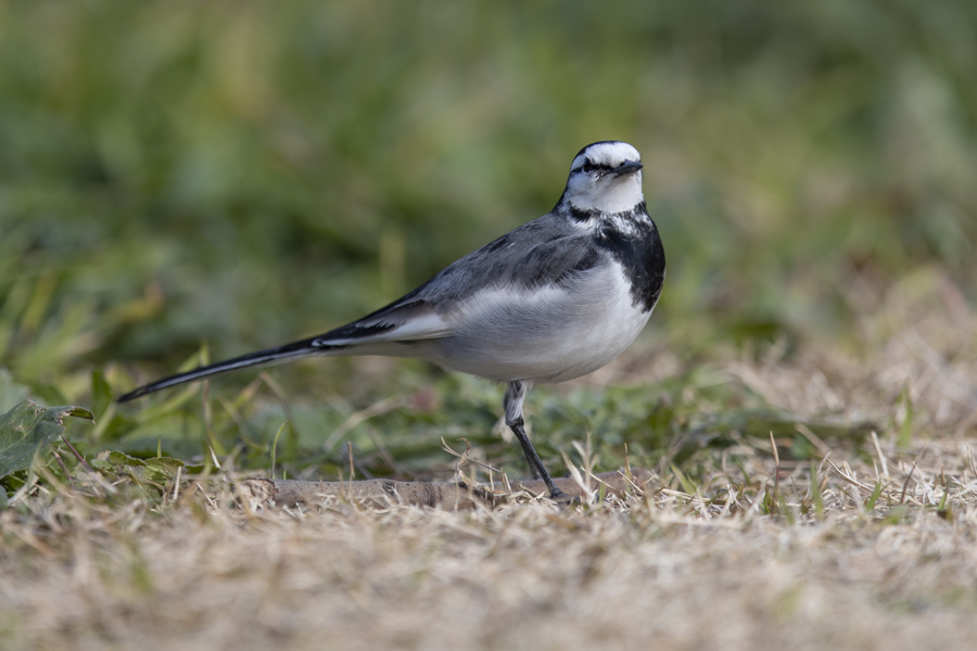 東京港野鳥公園にて