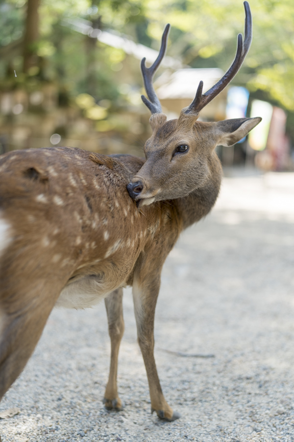 奈良公園（奈良県奈良市）にて