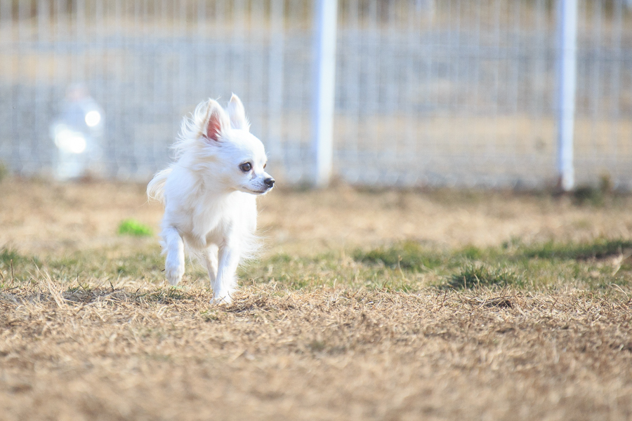 TAMRON 100-400mm F4.5-6.3 Di VC USD A035