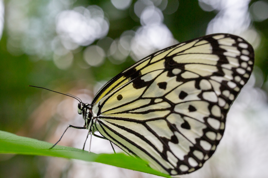 Canon EOS 5D Mark III + Art 70mm F2.8 MACRO