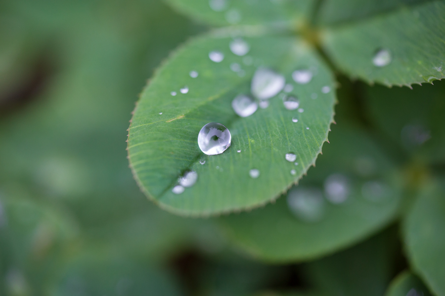 Canon EOS 5D Mark III + Art 70mm F2.8 MACRO