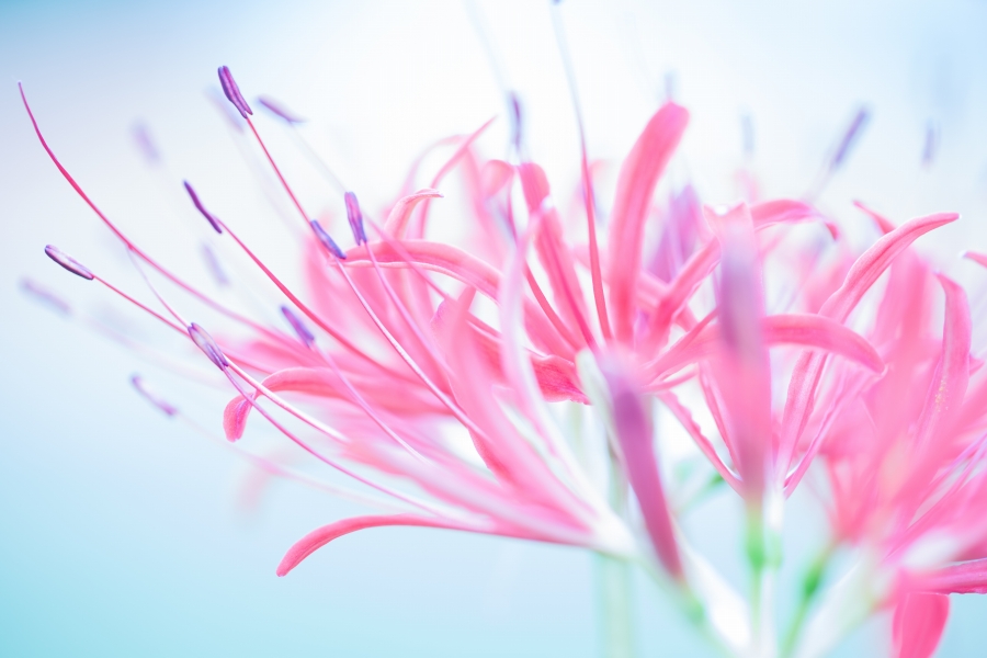 α7RIV + Canon EF100mm F2.8Lマクロ IS USM