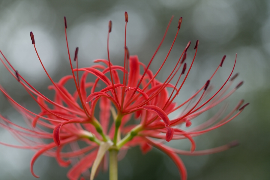 α7RIV + Canon EF100mm F2.8Lマクロ IS USM