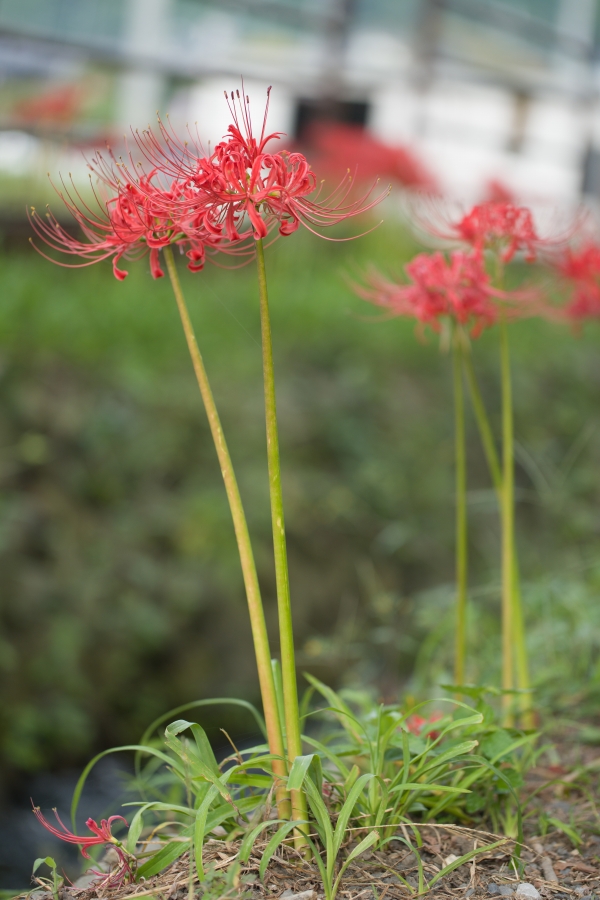 α7RIV + Canon EF100mm F2.8Lマクロ IS USM