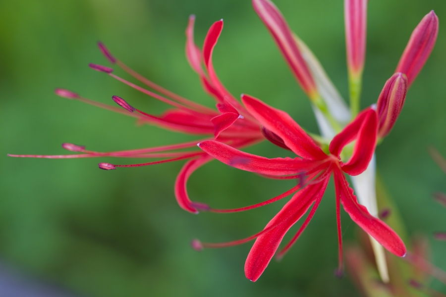 α7RIV + Canon EF100mm F2.8Lマクロ IS USM