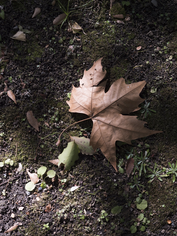 Panasonic (パナソニック) LUMIX DC-G9 PRO ボディ+Panasonic (パナソニック) LEICA DG SUMMILUX 25mm F1.4 ASPH.