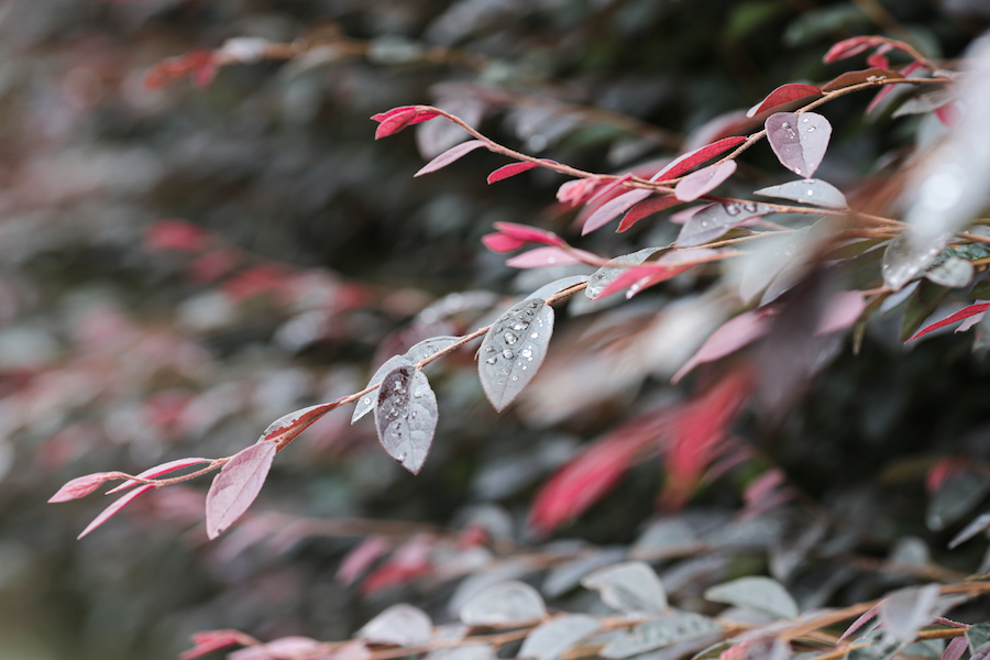 EOS-1D X + EF135mm F2.8L USM