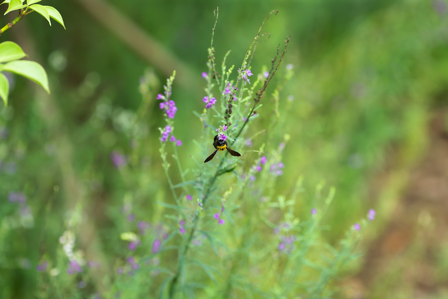 EOS-1D X + EF135mm F2.8L USM