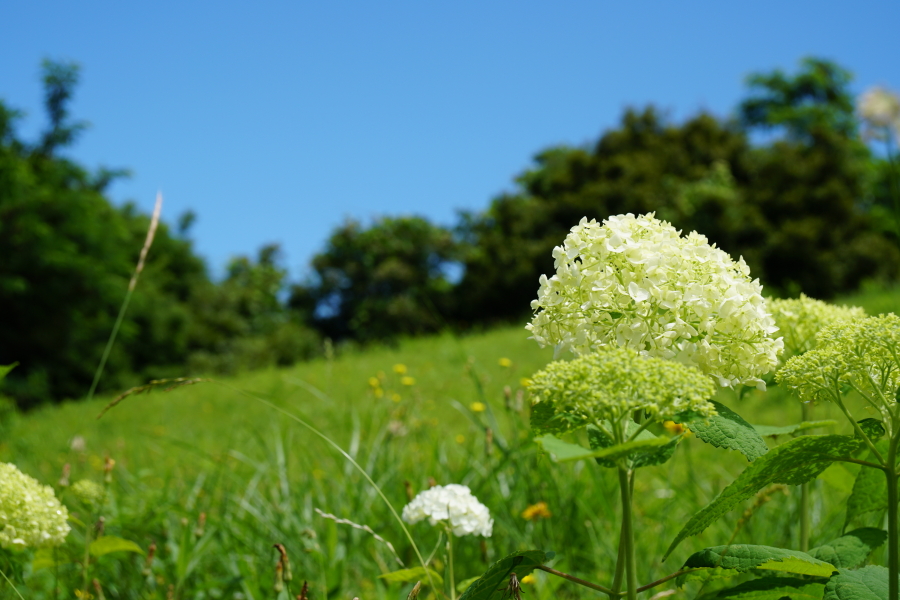 SONY (ソニー) α6500 ボディ ILCE-6500 + SONY (ソニー) Vario-Tessar T* E 16-70mm F4 ZA OSS SEL1670Z