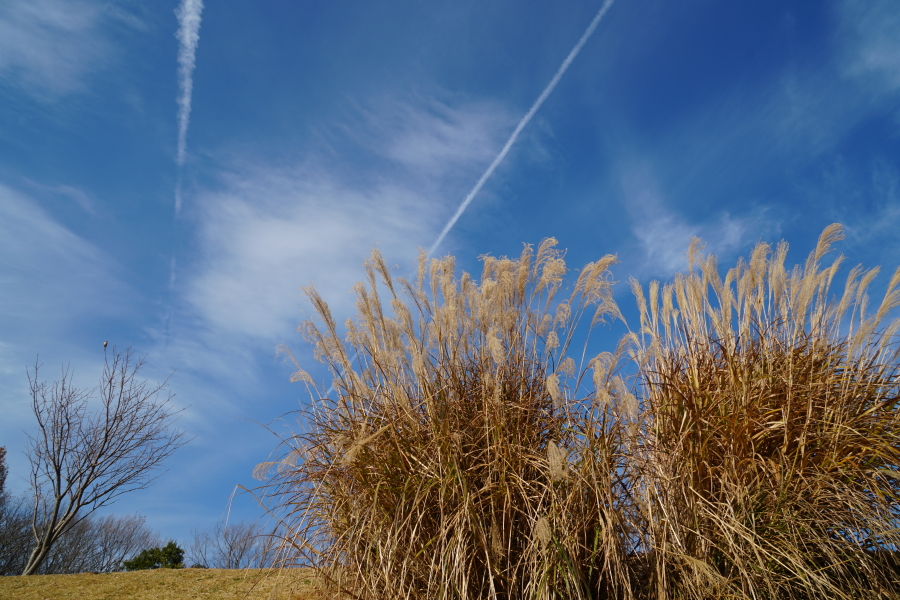 α6500 ボディ ILCE-6500 + SONY (ソニー) Vario-Tessar T* E 16-70mm F4 ZA OSS SEL1670Z