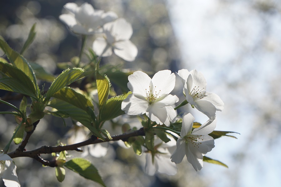 α6500 ボディ ILCE-6500 + SONY (ソニー) Vario-Tessar T* E 16-70mm F4 ZA OSS SEL1670Z