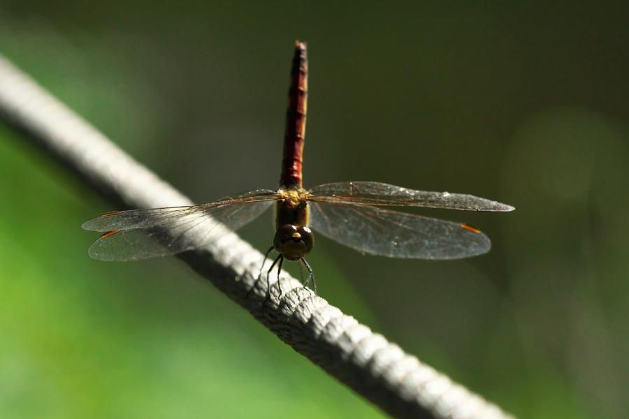 α77IIボディILCA-77M2+TAMRON SP 180mm F3.5 Di LD[IF] MACRO