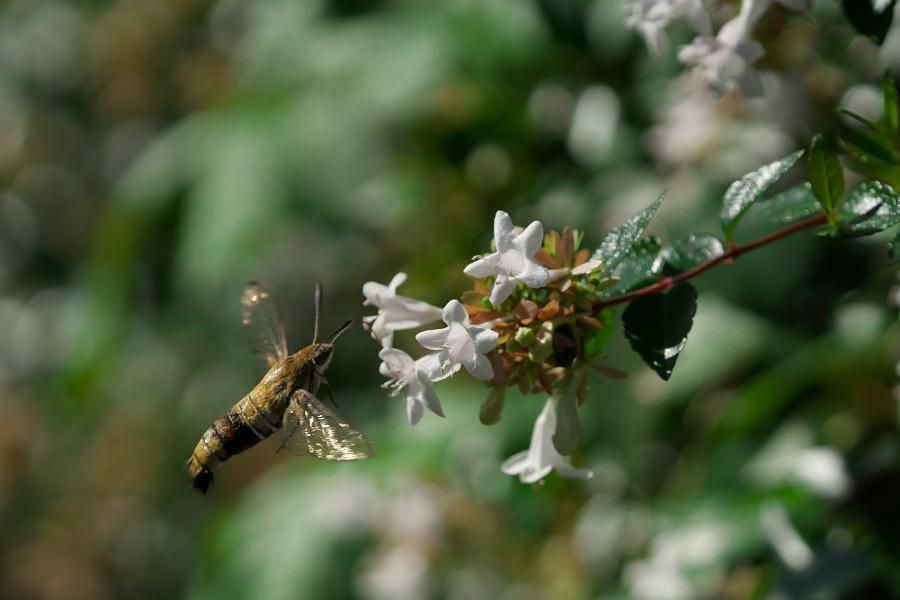 α77IIボディILCA-77M2+TAMRON SP 180mm F3.5 Di LD[IF] MACRO