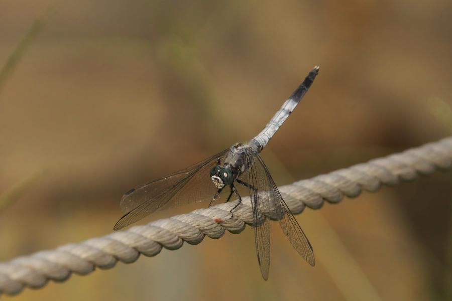 α77IIボディILCA-77M2+TAMRON SP 180mm F3.5 Di LD[IF] MACRO