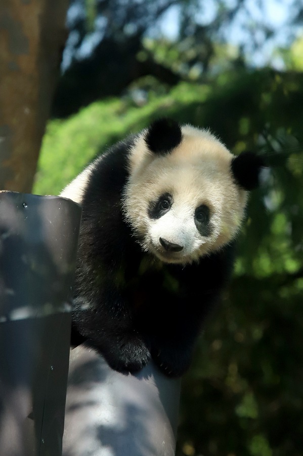 Canon (キヤノン) EOS 6D Mark II ボディ+Canon (キヤノン) EF70-200mm F2.8L USM )