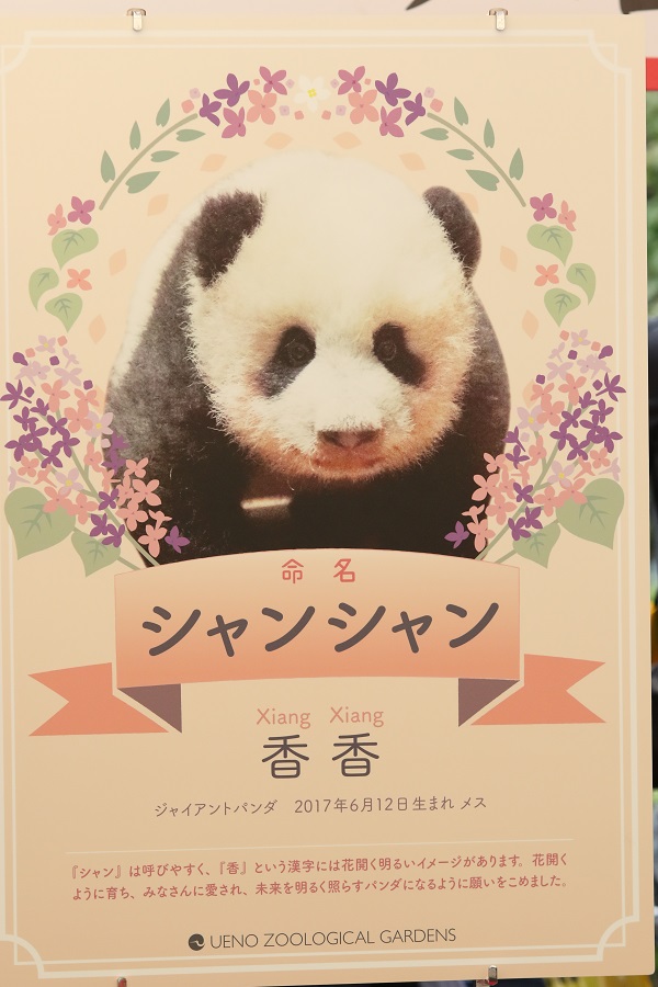 Canon】上野動物園のアイドル、シャンシャンを撮る。 | THE MAP TIMES
