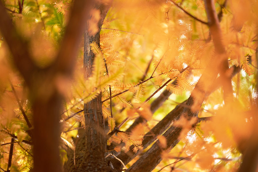 SONY α7Ⅱ+ SONY FE 90mm F2.8 Macro G OSS