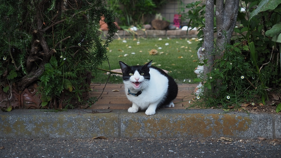 OM-D E-M10 Mark II+M.ZUIKO DIGITAL ED12-40mm F2.8 PRO