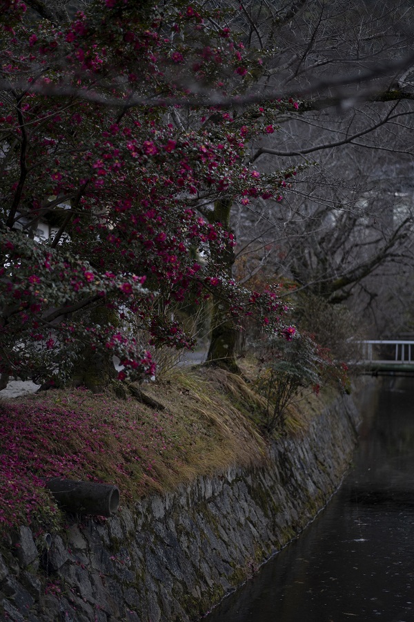 FUJIFILM　X-Pro3 + XF 56mm F1.2R APD