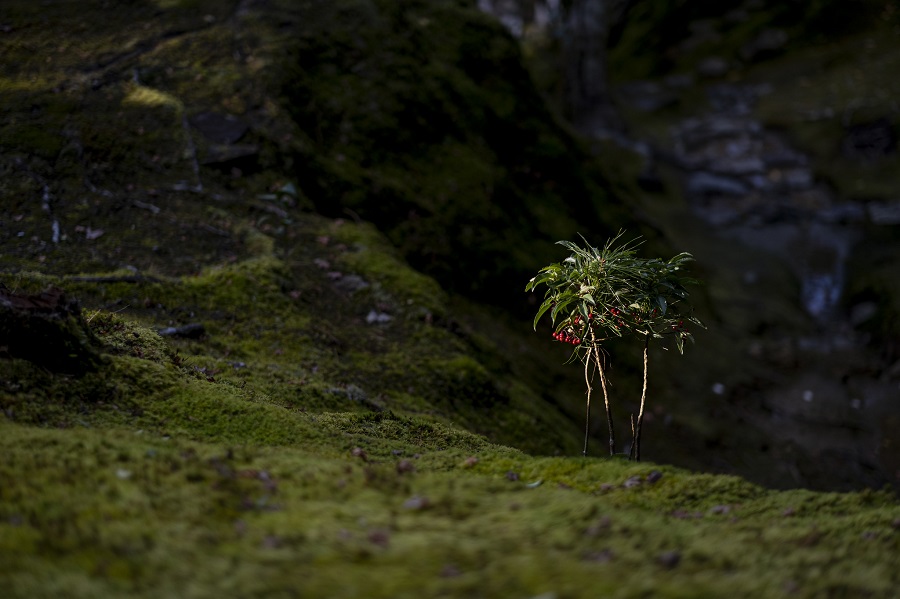 FUJIFILM　X-Pro3 + XF 56mm F1.2R APD