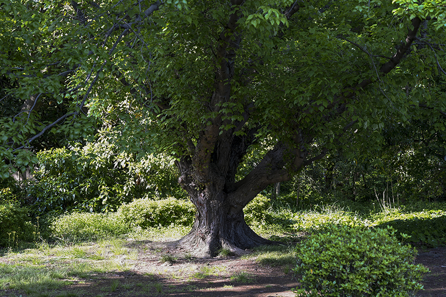 Z7 + Z 24-70mm f/2.8S