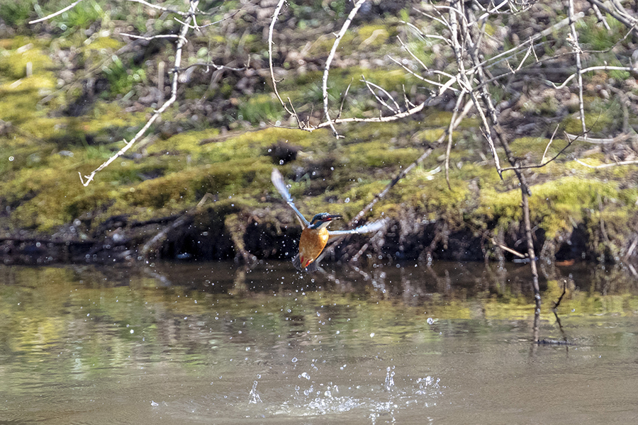 Canon EOS 5DsR + EF 400mm F4 DO IS II USM