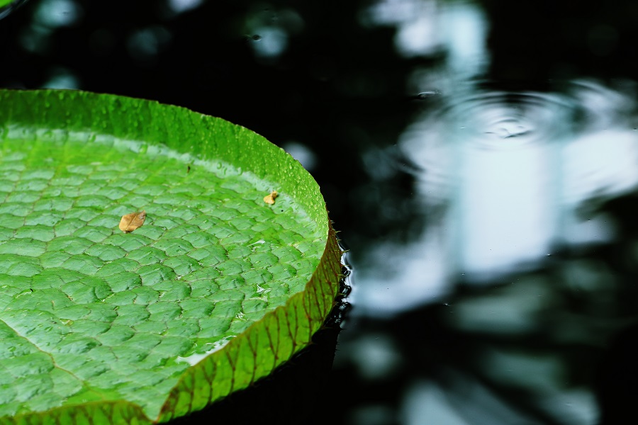 Canon EOS 90D ＋ Canon EF100mm F2.8Lマクロ IS USM