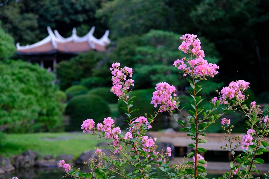 X-T3 + XF16-80mm F4 R OIS WR