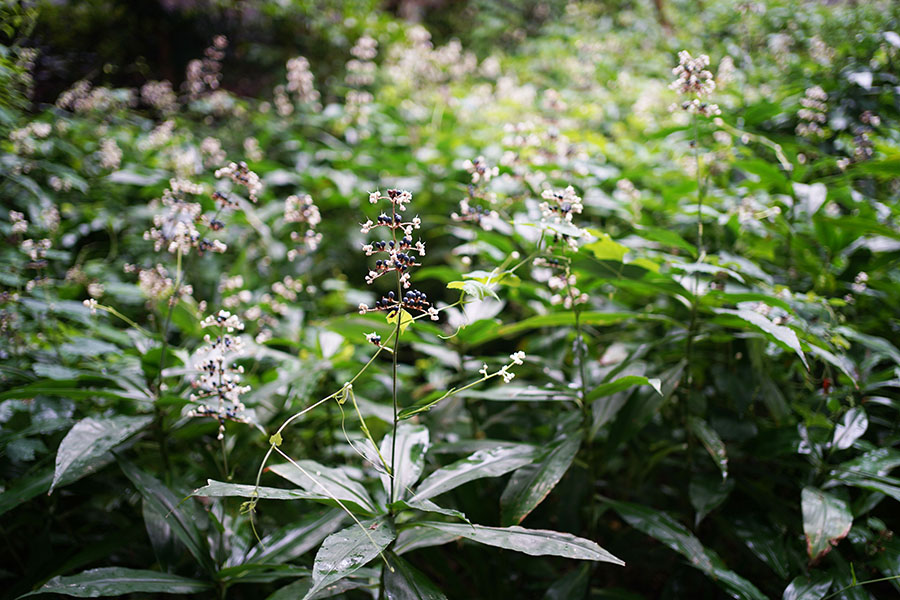 α7III+FE 35mm F1.8