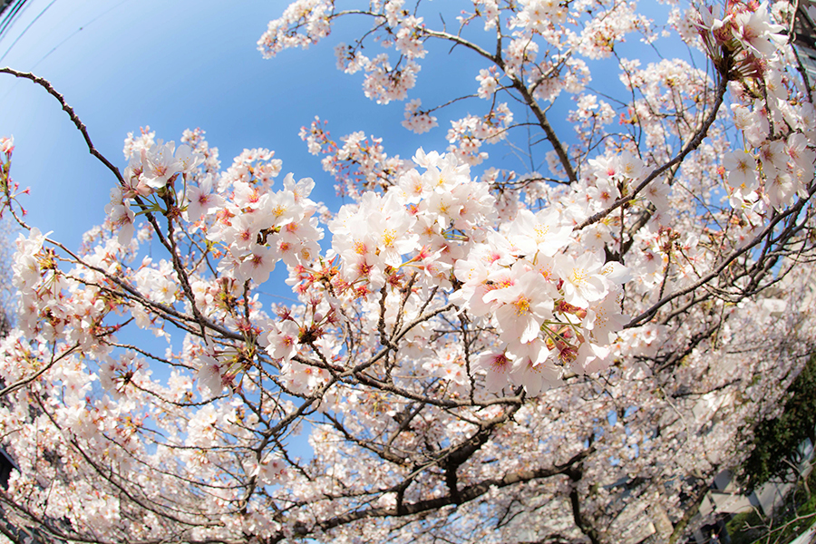 桜の季節。