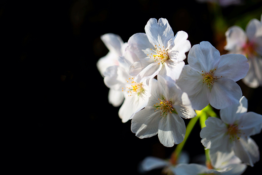 桜の季節。