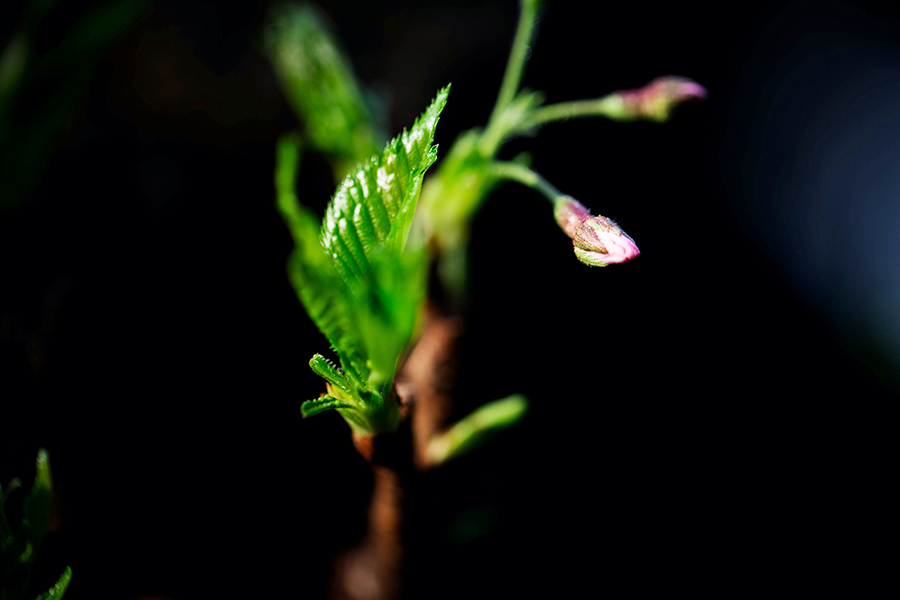 桜の季節。