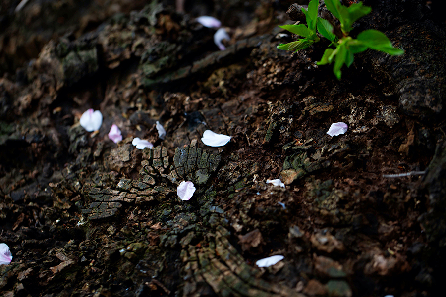 桜の季節。