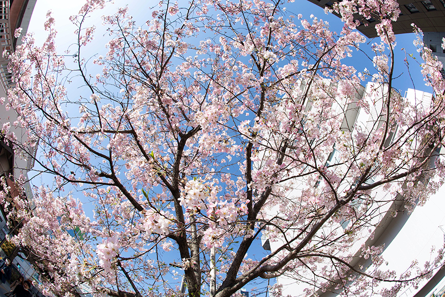 桜の季節。