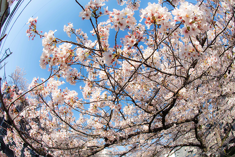 桜の季節。