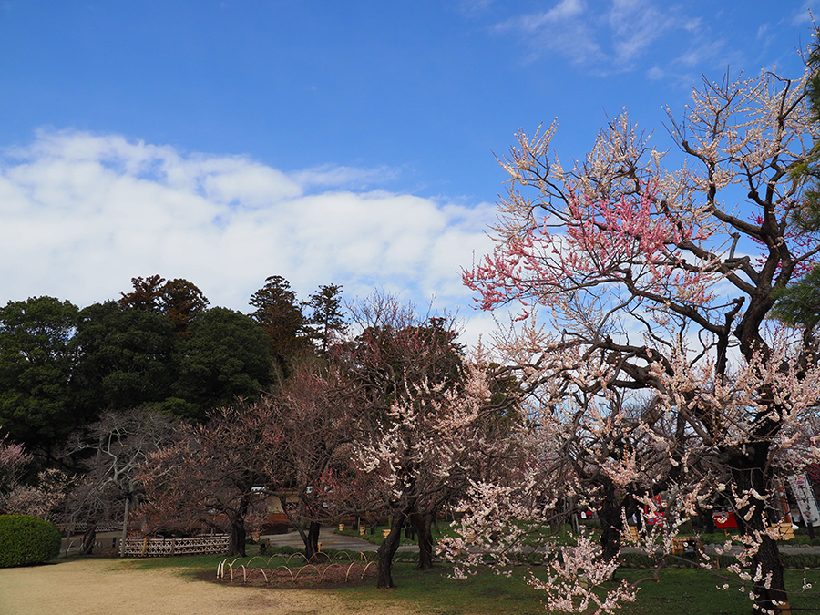 OLYMPUS (オリンパス) OM-D E-M1 Mark II + M.ZUIKO DIGITAL ED 12-100mm F4.0 IS PRO