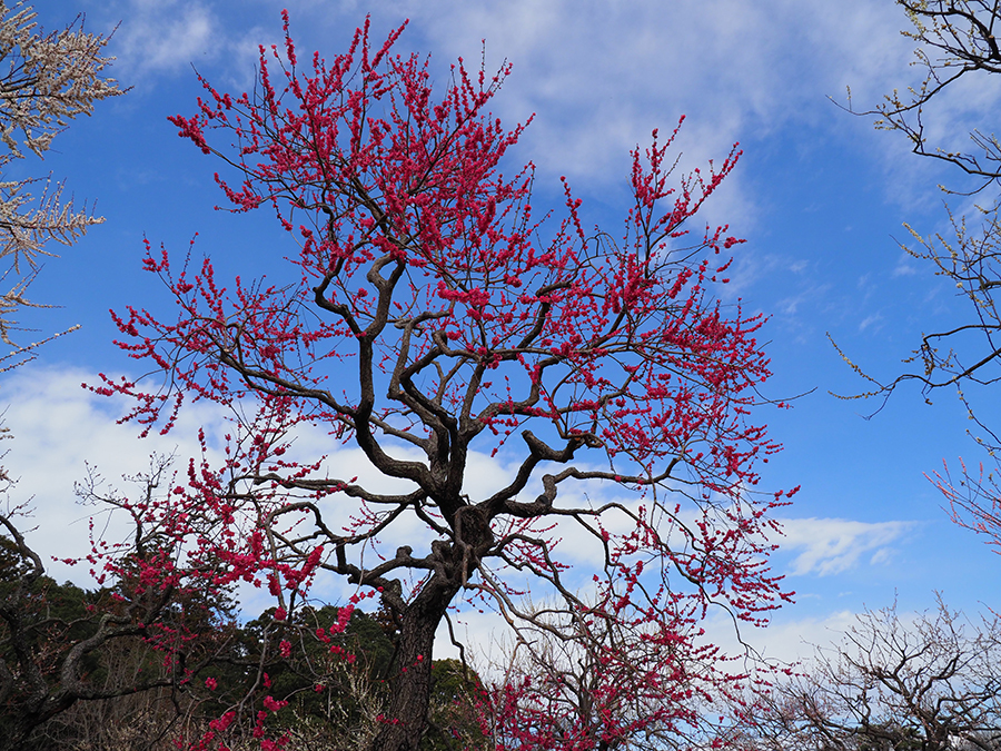 OLYMPUS (オリンパス) OM-D E-M1 Mark II + M.ZUIKO DIGITAL ED 12-100mm F4.0 IS PRO