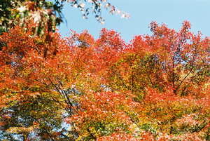 紅葉その3