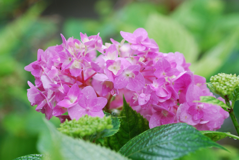 紫陽花