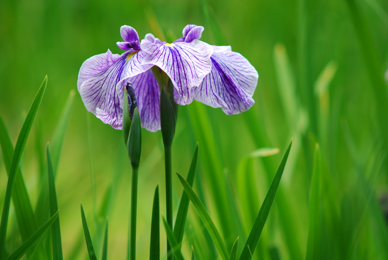 花菖蒲