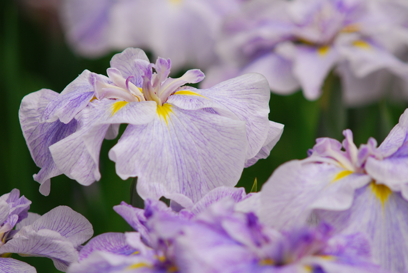 花菖蒲