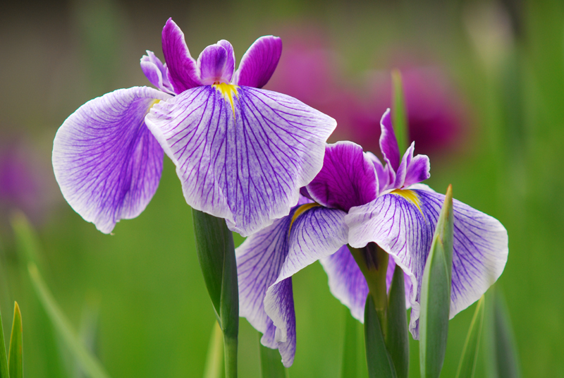 花菖蒲